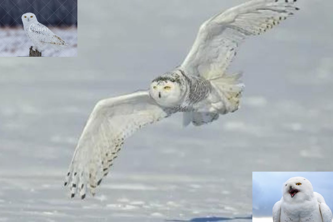 Snowy Owl
