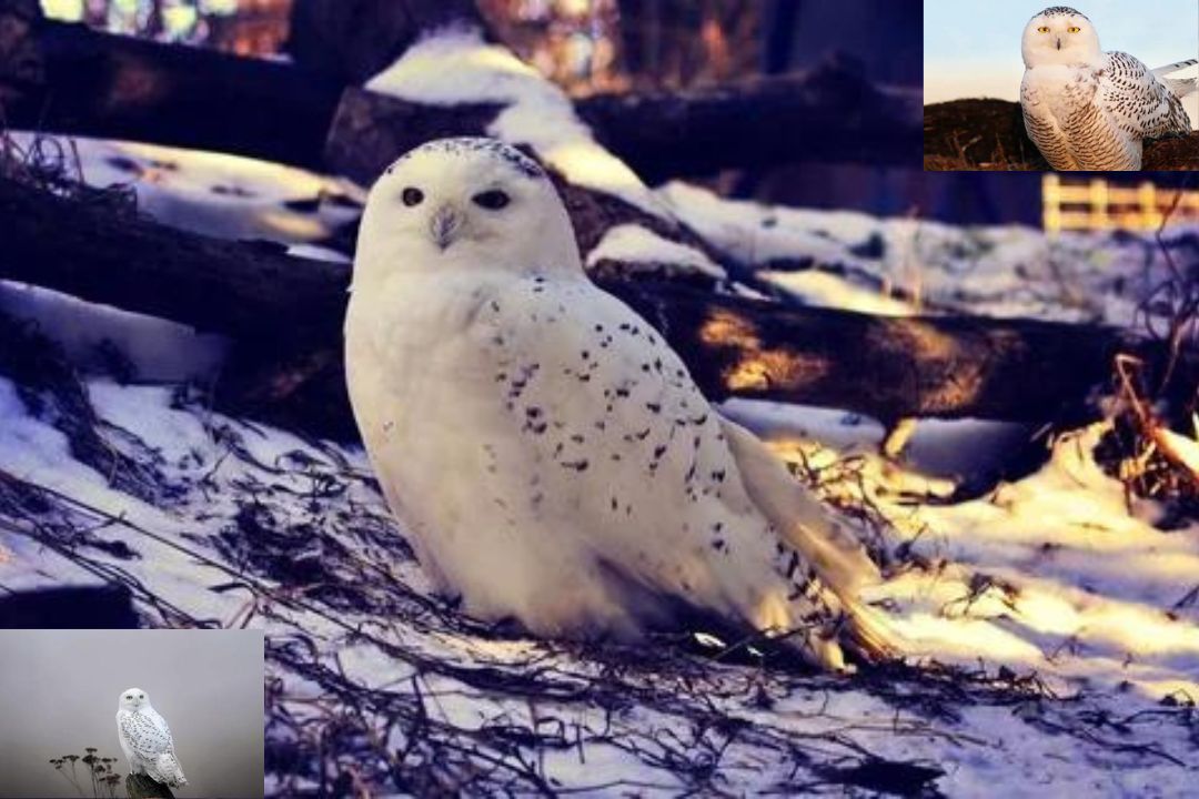 Snowy Owl
