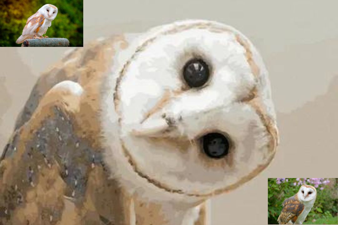 Barn Owl