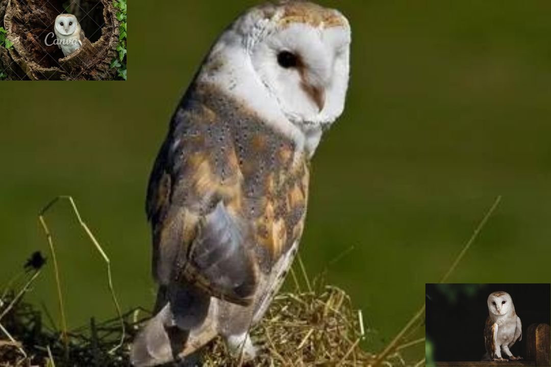 Barn Owl