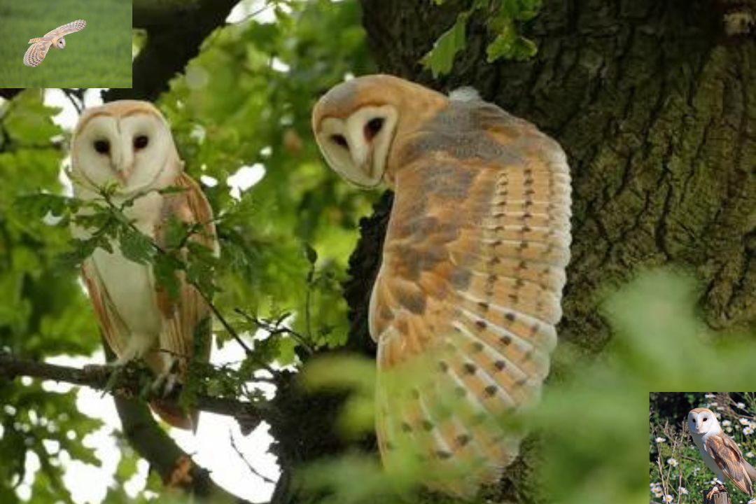 Barn Owl