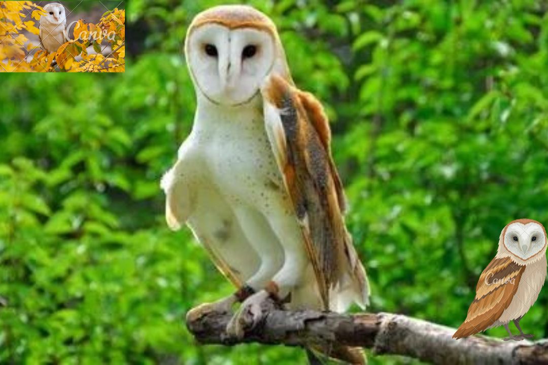 Barn Owl