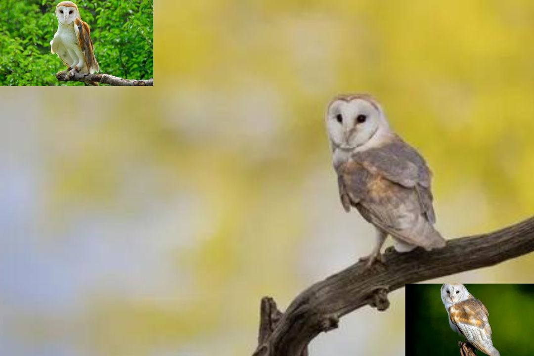 Barn Owl