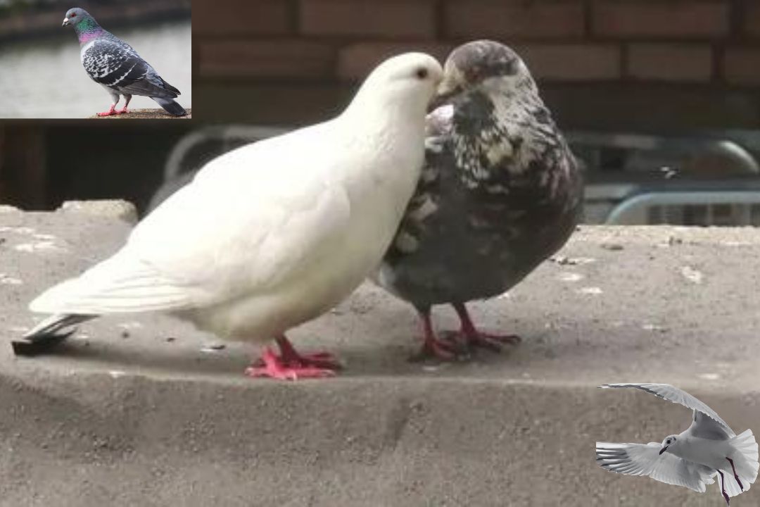 Ice Pigeon