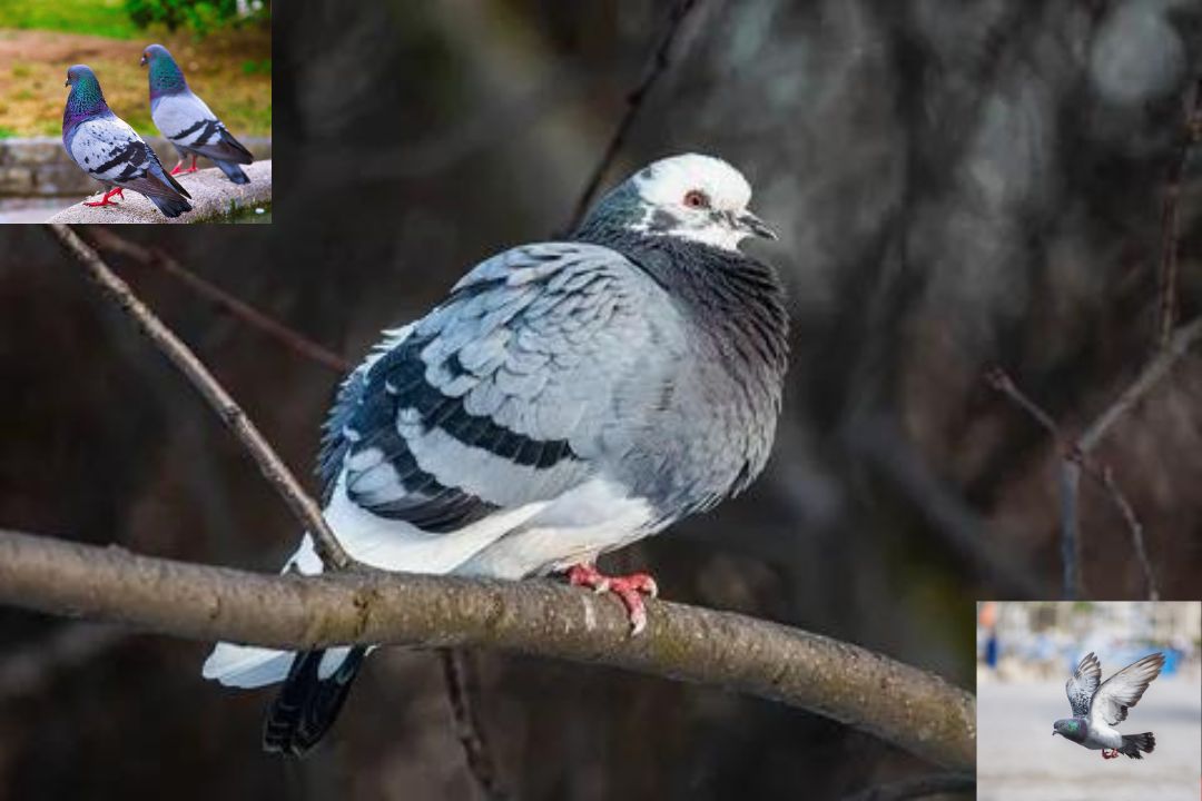 Ice Pigeon