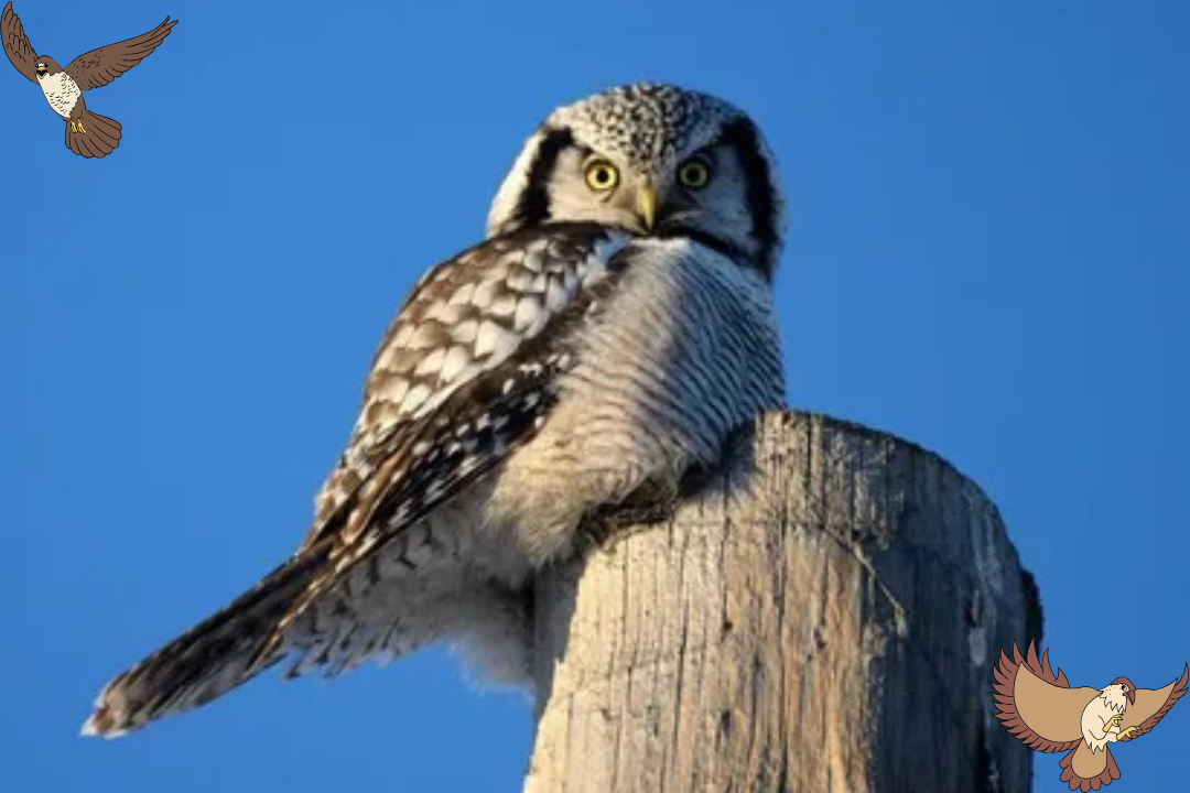 Hawk Owl