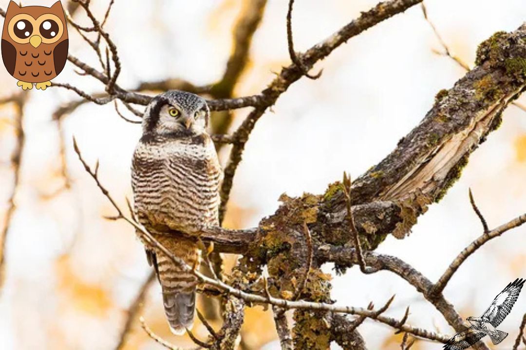 Hawk Owl