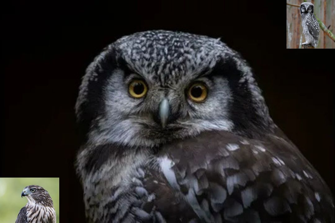 Hawk Owl