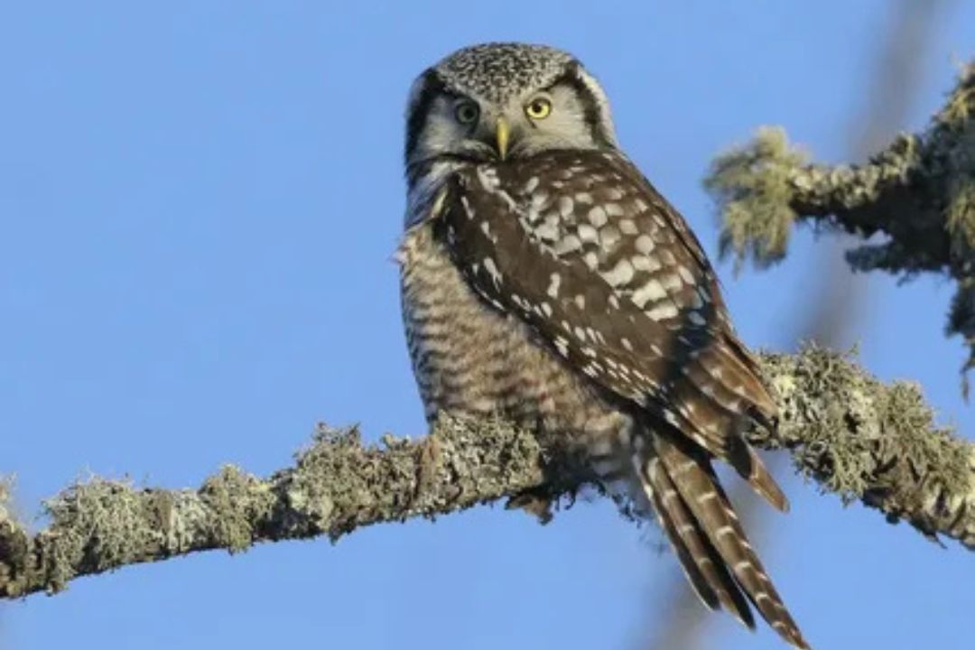 Hawk Owl