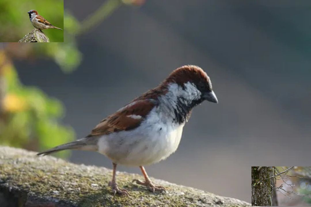 Chipping Sparrow
