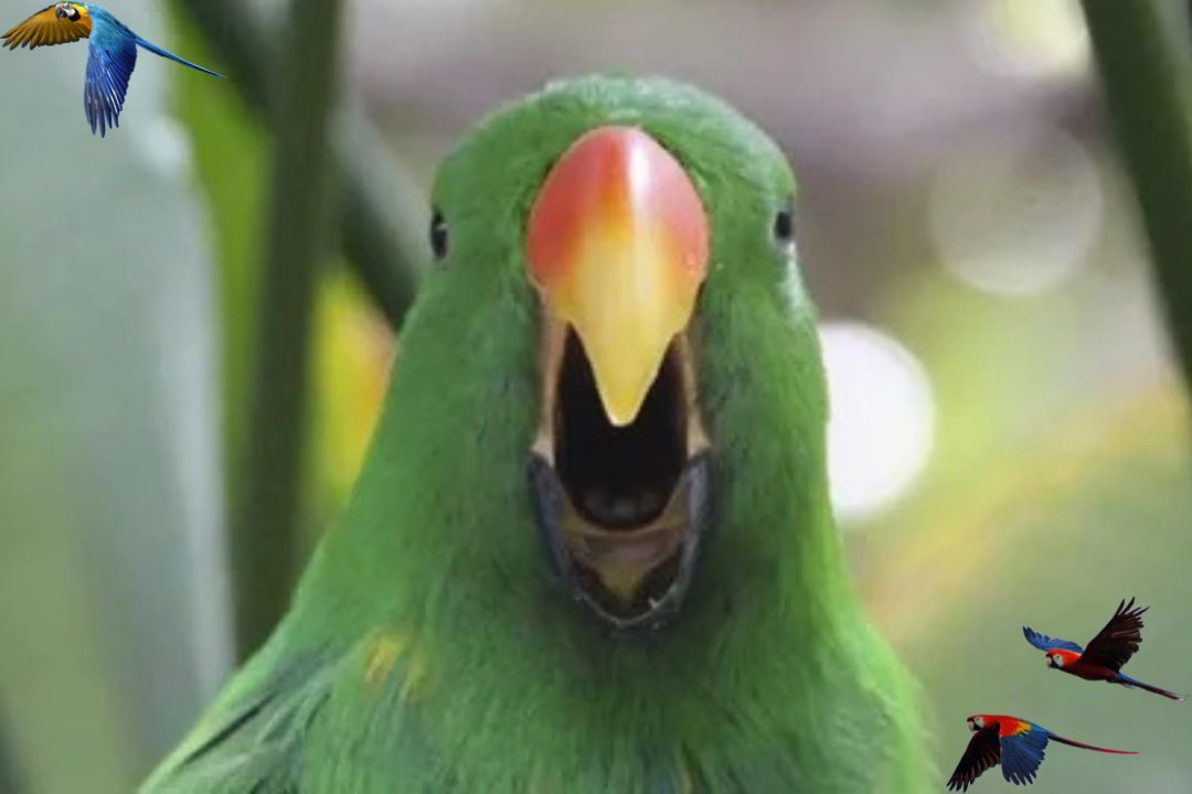 Giant Parrot