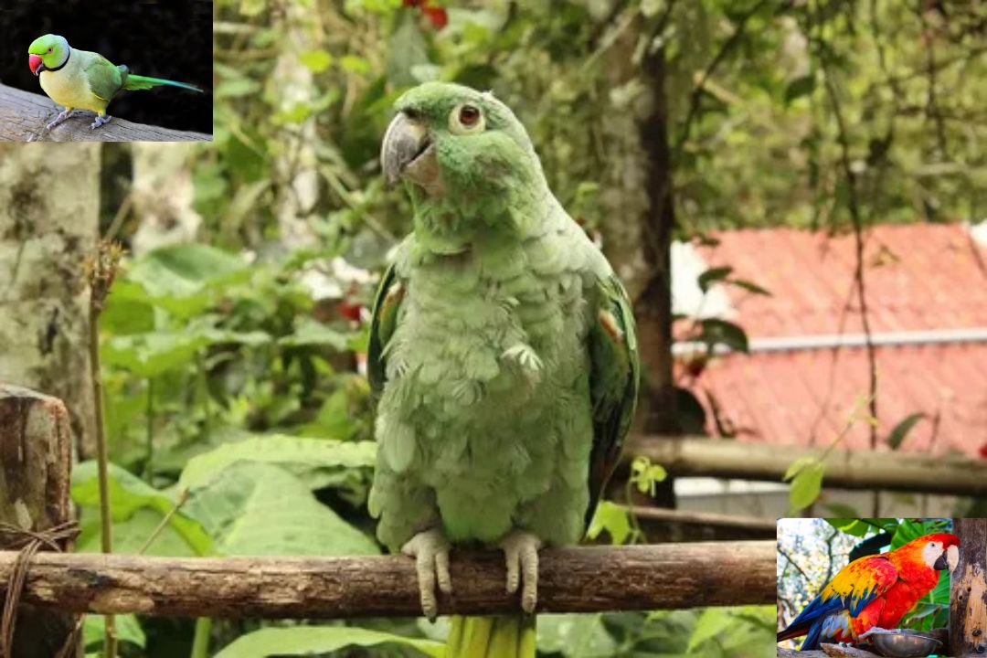 Giant Parrot