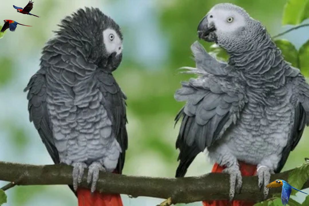 Congo Parrot